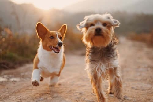 spring-cleaning-checklist-for-every-pet-parent