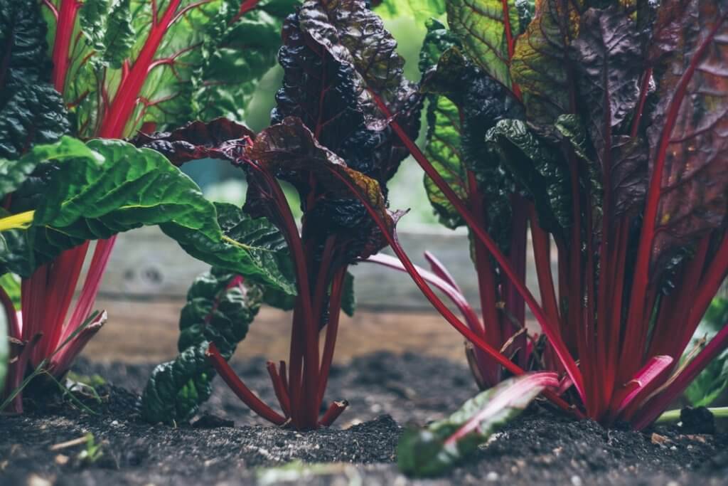 ultimate guide to veggie gardening