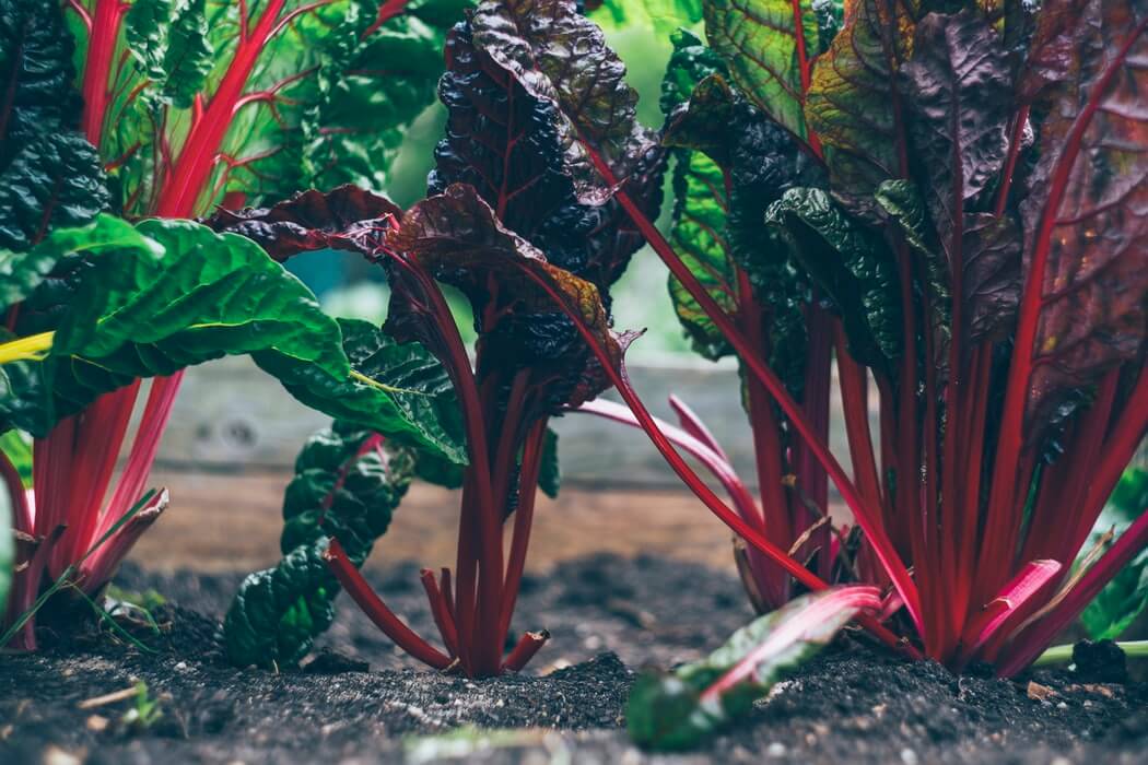 The Ultimate Guide to Veggie Gardening