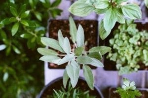 herbs that last years
