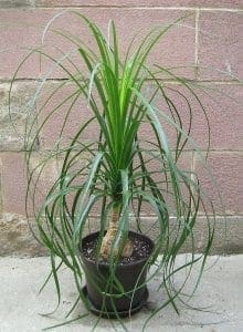 ridiculously easy to grow houseplants