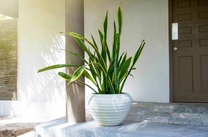 ridiculously easy to grow houseplants