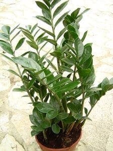 ridiculously easy to grown houseplants