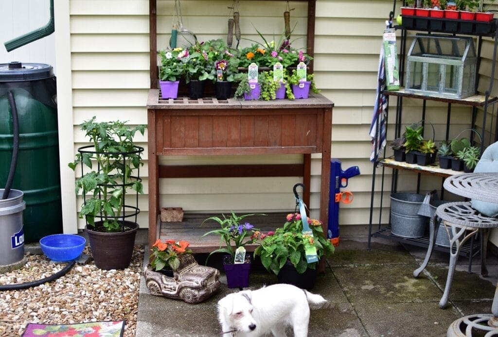 February is the time to start your garden goals