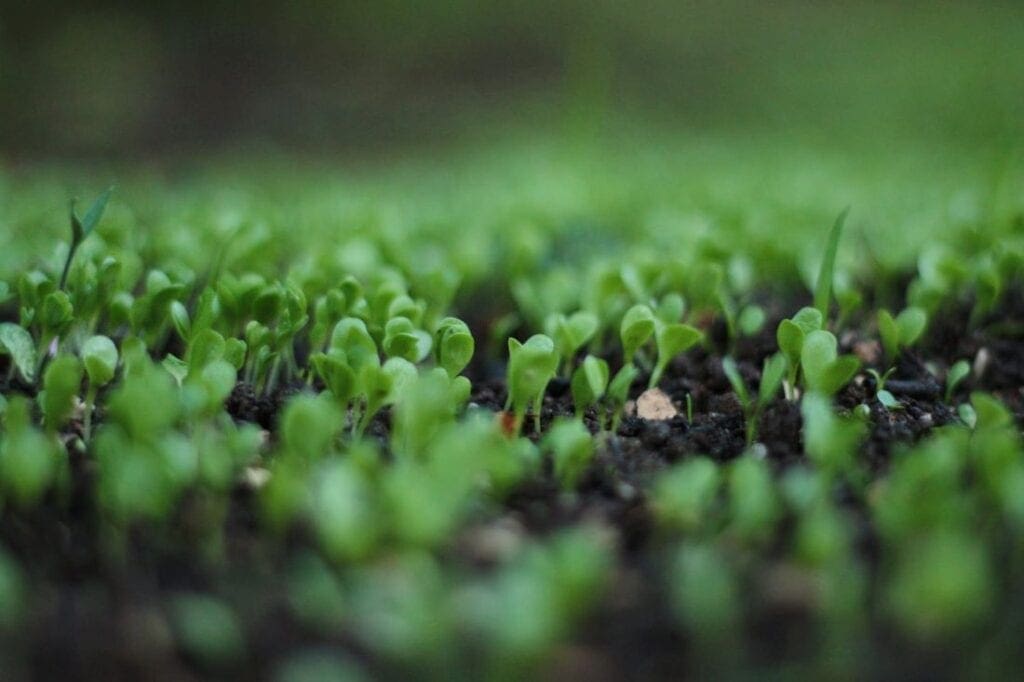 2021 indoor garden plans