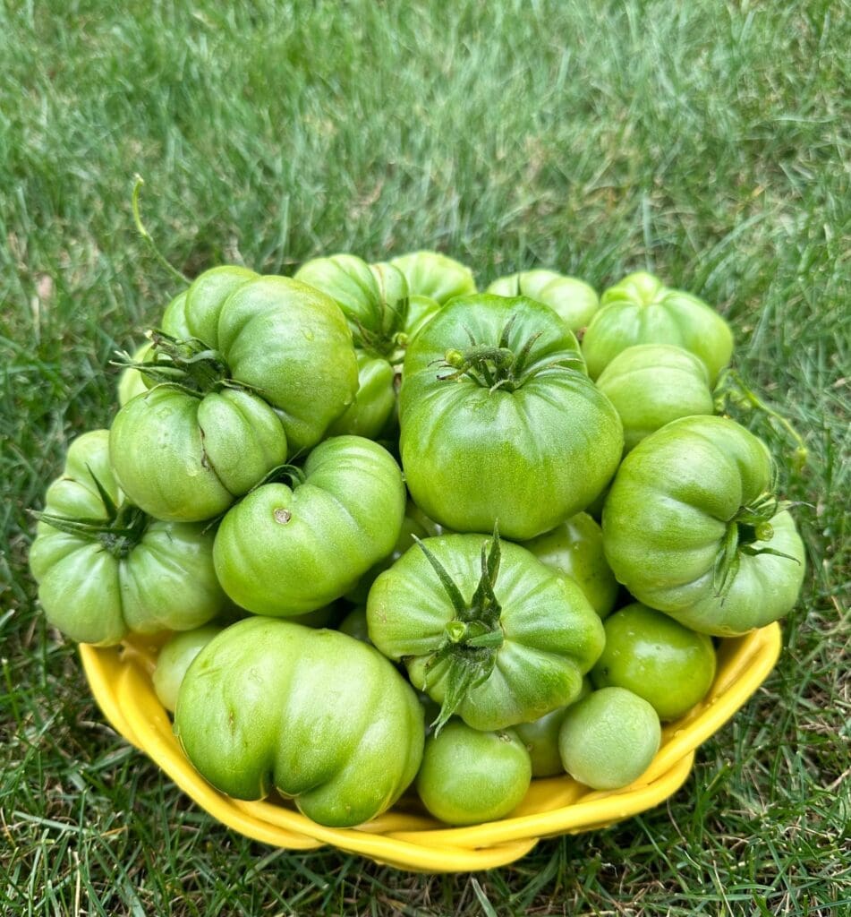 July Mid-Summer Garden Check-In